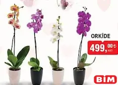 ORKİDE